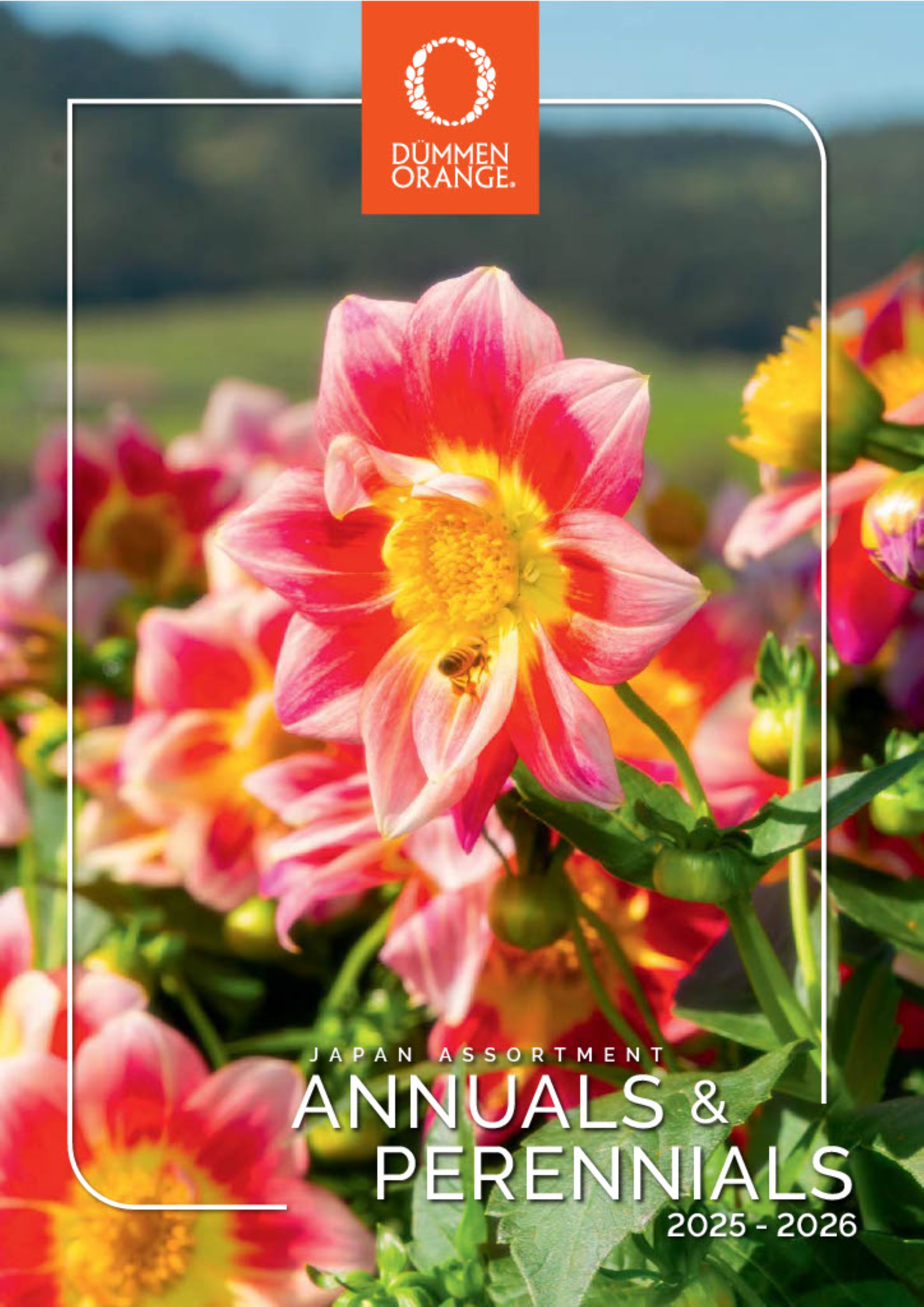 カタログ - Dümmen Orange