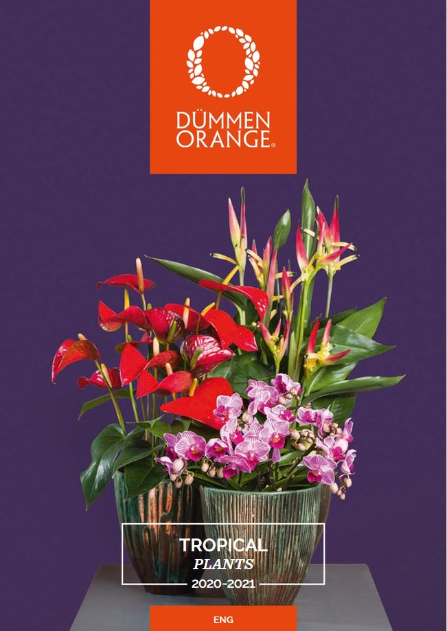 カタログ Dümmen Orange