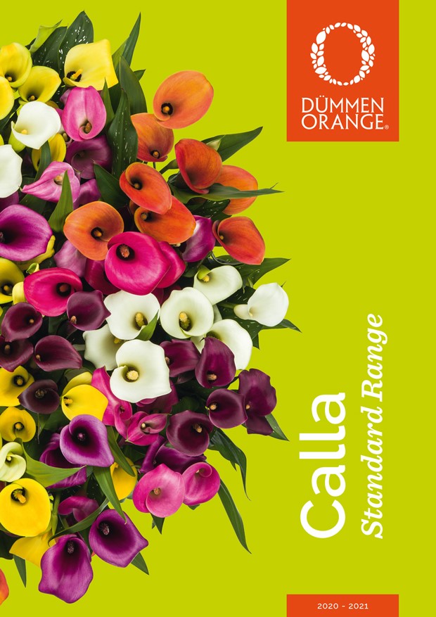 カタログ Dümmen Orange