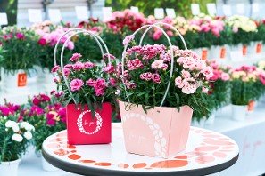 パックトライアル2023に初出展 - Dümmen Orange