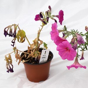Petunia TMV