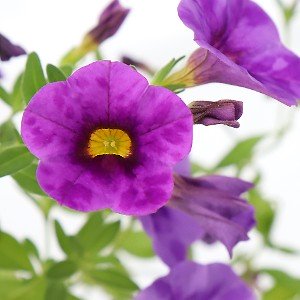 Petunia TMV