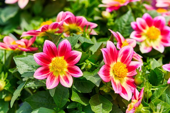 レア。オバリフォリア ・ヒルデブランドティ・ ボトルツリー ・オレイフェラ デュメンオレンジ花壇系・鉢物系苗展示会 - Dümmen Orange