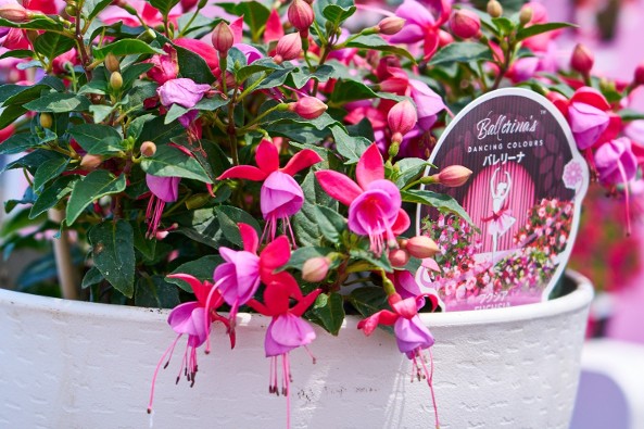 デュメンオレンジ花壇系・鉢物系苗展示会 - Dümmen Orange