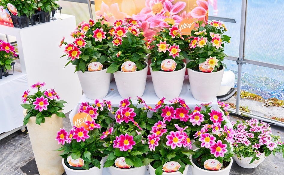 レア。オバリフォリア ・ヒルデブランドティ・ ボトルツリー ・オレイフェラ デュメンオレンジ花壇系・鉢物系苗展示会 - Dümmen Orange