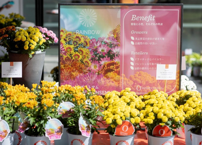 2024 AUTUMN HIGHLIGHT Ⅰ フラワートライアルジャパン2024 で耐暑性