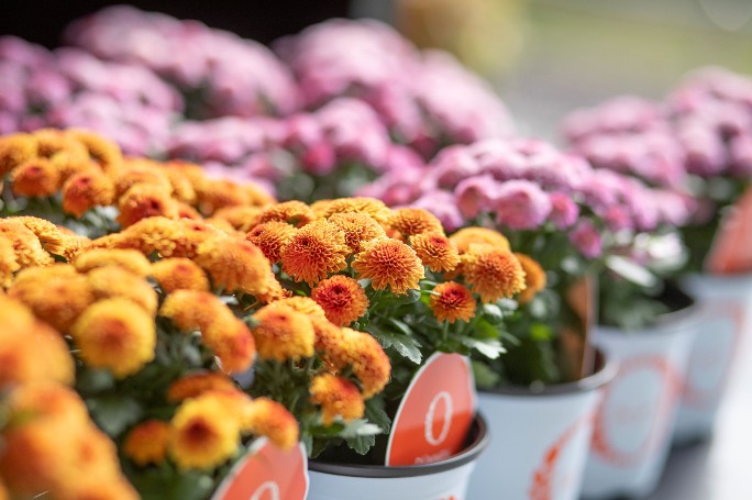 2024 AUTUMN HIGHLIGHT Ⅰ フラワートライアルジャパン2024 で耐暑性