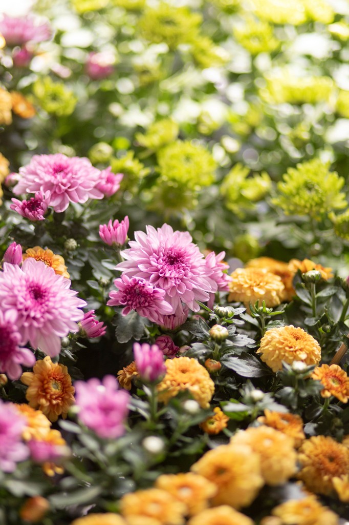 2024 AUTUMN HIGHLIGHT Ⅰ フラワートライアルジャパン2024 で耐暑性