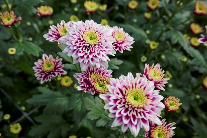 2024 AUTUMN HIGHLIGHT Ⅱ 切り花マムの未来を切り拓く デュメン