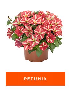 petunia